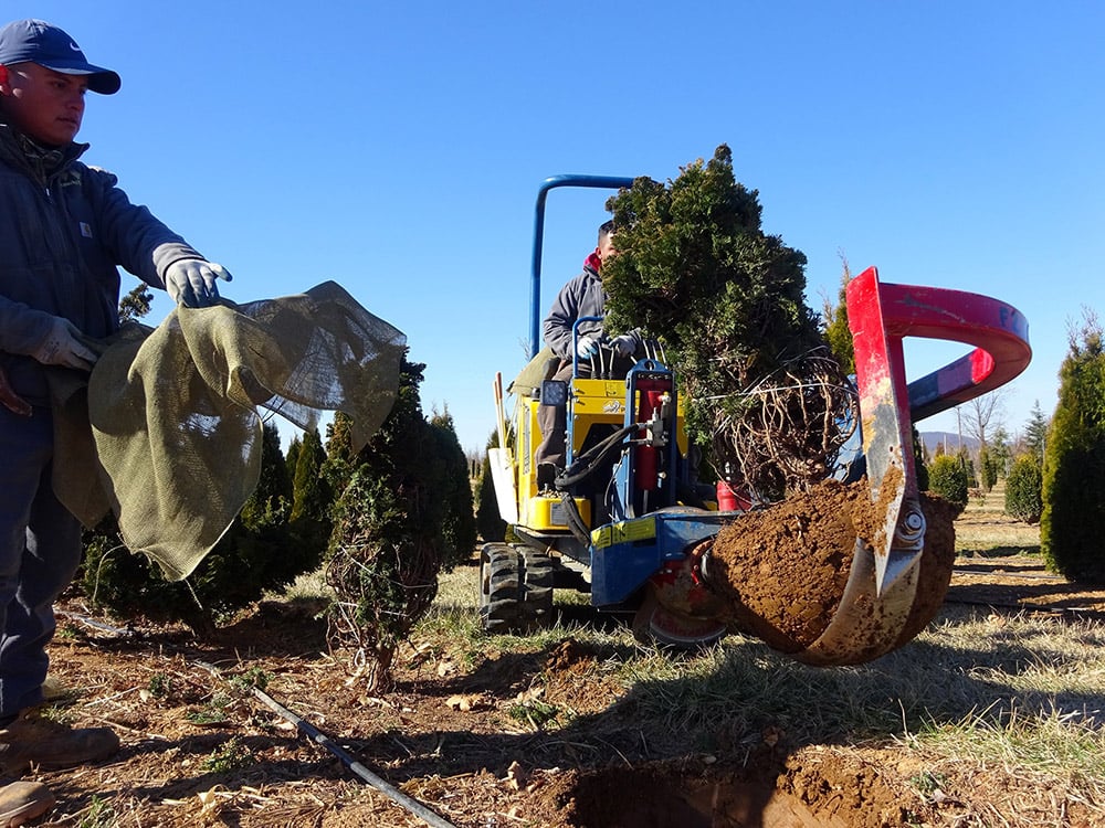 Landscape Trees and Shrubs How Root Ball Size Relates to Success